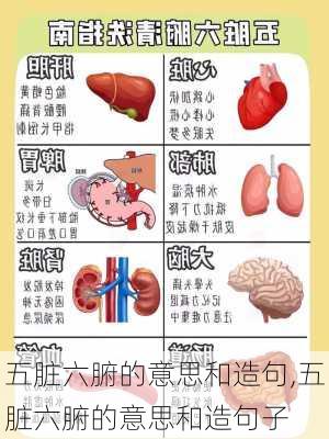 五脏六腑的意思和造句,五脏六腑的意思和造句子