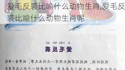 爱毛反裘比喻什么动物生肖,爱毛反裘比喻什么动物生肖呢