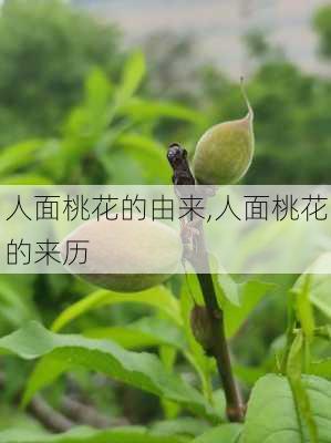 人面桃花的由来,人面桃花的来历