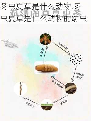 冬虫夏草是什么动物,冬虫夏草是什么动物的幼虫