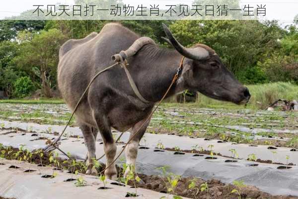 不见天日打一动物生肖,不见天日猜一生肖