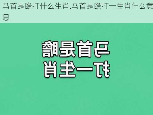 马首是瞻打什么生肖,马首是瞻打一生肖什么意思