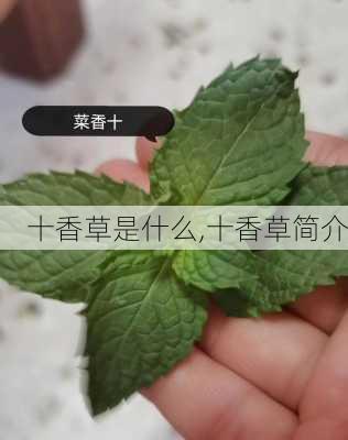 十香草是什么,十香草简介