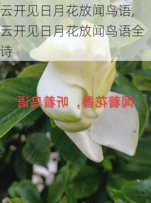 云开见日月花放闻鸟语,云开见日月花放闻鸟语全诗