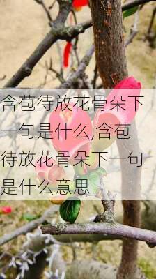 含苞待放花骨朵下一句是什么,含苞待放花骨朵下一句是什么意思