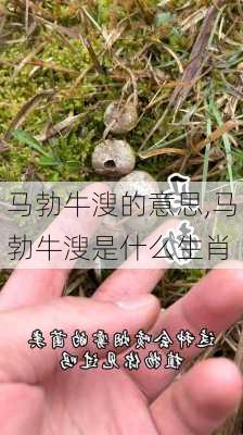 马勃牛溲的意思,马勃牛溲是什么生肖