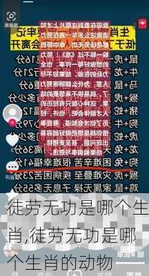 徒劳无功是哪个生肖,徒劳无功是哪个生肖的动物