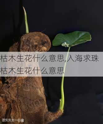 枯木生花什么意思,入海求珠枯木生花什么意思